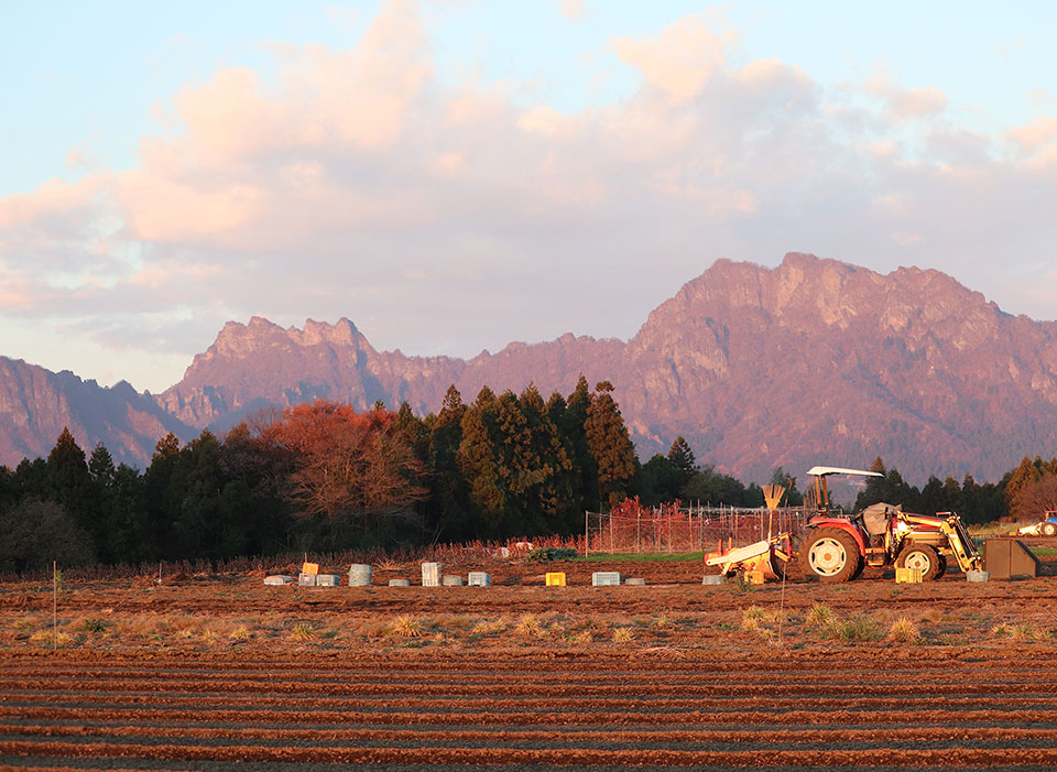 妙義山部門 優秀賞　吉田 綾子 (@oochinand) さんの作品「朝陽に染まる妙義山を背に収穫繁忙期」